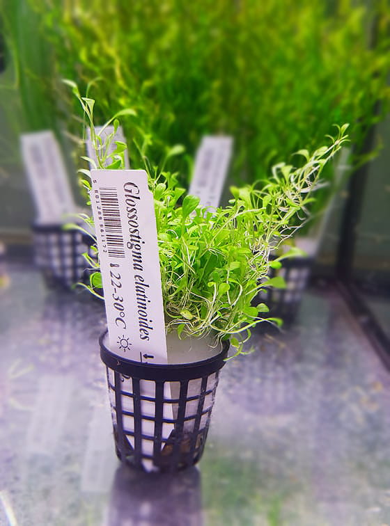 Glossostigma elatinoides koszyk xxl